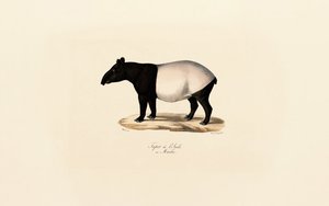 Malaiischer Tapir