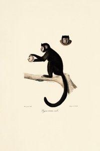 Männlicher Hornkapuziner von Jacques Christophe Werner