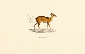 Männlicher Muntjak