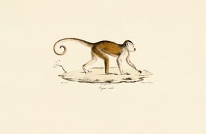 Männlicher Gehaubter Kapuziner von Jacques Christophe Werner