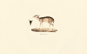 Maxwell-Ducker (Guéréi-Ducker, Weiblich)