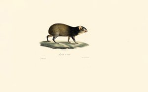 Mexikanisches Stachelschwein von Jacques Christophe Werner