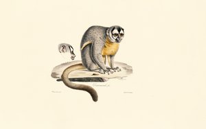 Nachtaffe von Jacques Christophe Werner