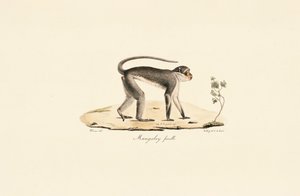 Patasaffe (weiblich) von Jacques Christophe Werner
