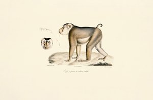 Schweinsaffen (Erwachsener) von Jacques Christophe Werner