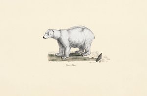 Eisbär