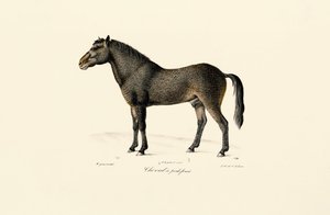 Przewalski-Pferd von Jacques Christophe Werner