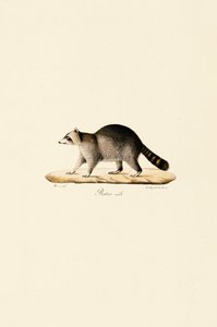 Waschbär (männlich)