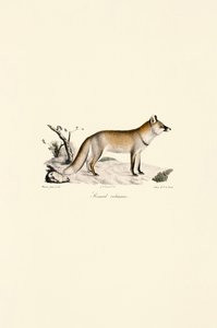 Rotfuchs (Vulpes vulpes)