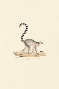 Ringelschwanzlemur Männlich