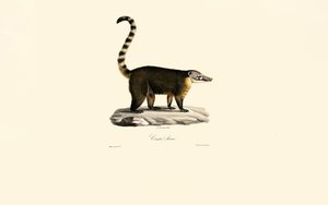 Südamerikanischer Nasenbär (Nasua nasua)