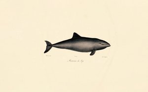 Südlicher Glattwal-Delfin von Jacques Christophe Werner