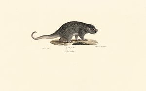 Stachelratte