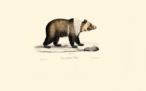 Syrischer Braunbär (Ursus arctos syriacus)