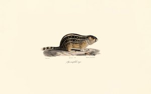 Dreizehnstreifen-Hörnchen von Jacques Christophe Werner