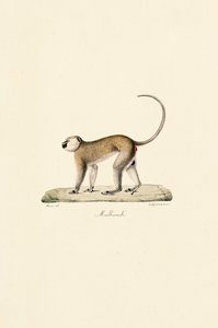 Grüner Meerkatze (Malbrouck) von Jacques Christophe Werner