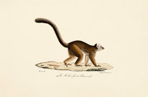 Weißstirn-Braunlemur Männlich von Jacques Christophe Werner