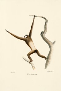 Weißhandgibbon (Hylobates lar) von Jacques Christophe Werner
