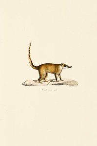 Weißnasen-Nasenbär (männlich) von Jacques Christophe Werner