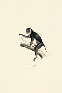Weißschulter-Marmoset (weiblich) von Jacques Christophe Werner