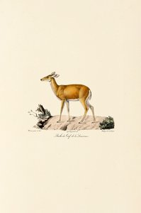 Weißwedelhirschkuh von Jacques Christophe Werner