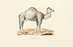Weißer Dromedar von Jacques Christophe Werner