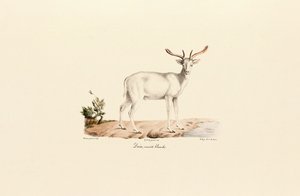 Weißes Damwild-Variante von Jacques Christophe Werner