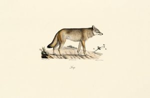 Wolf (Canis lupus)