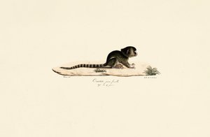 Junge weibliche Gewöhnliche Marmosette