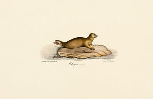 Junger Seehund