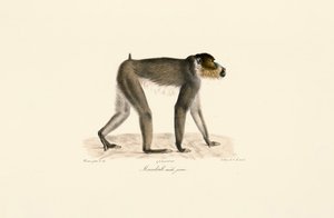 Junger männlicher Mandrill
