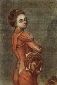 Anatomische Illustration in Farbe einer schwangeren Frau, 1778