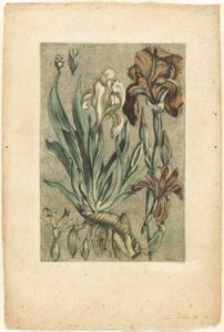 Iris Florentina, aus Sammlung der gebräuchlichen, kuriosen und fremden Pflanzen von Jacques Fabien Gautier d