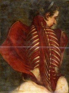 Der gehäutete Engel, ca. 1745