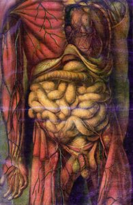 Torso eines Mannes, der die Eingeweide zeigt, aus 