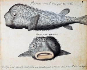 Gepanzerter Fisch, Vorder- und Seitenansicht, Sao Vicente Insel, Kap Verde, Aquarell aus dem Logbuch von Jacques Gouin de Beauchesne, Kapitän der Compagnie royale de la Mer du Sud, von 1698 bis 1701, Frankreich von Jacques Gouin de Beauchesne