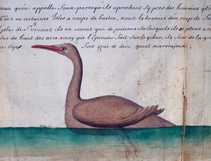 Vogel namens Foux, Insel Sao Vicente, Kap Verde, Aquarell aus dem Logbuch von Jacques Gouin de Beauchesne, Kapitän der Compagnie royale de la Mer du Sud, von 1698 bis 1701, Frankreich