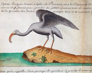 Weißer Ibis (Eudocimus albus), Sao Vicente Insel, Kap Verde, Aquarell aus dem Logbuch von Jacques Gouin de Beauchesne (1652-1730), Kapitän der Compagnie royale de la Mer du Sud, von 1698 bis 1701, Frankreich