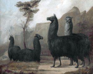 Alpakas