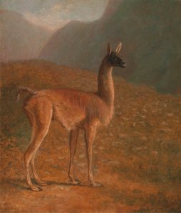 Guanako