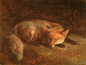 Schlafender Fuchs