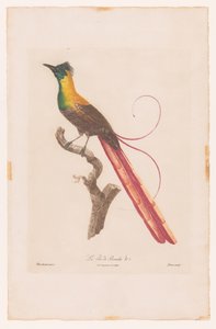 Paradiesvogel auf einem Ast