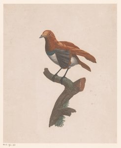Vogel auf einem Ast