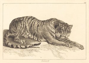 Leopard oder Tiger