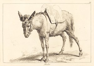 Maultier (Muli oder gesattelter Esel) von Jacques Philippe Le Bas and Jean Eric Rehn after Jean Baptiste Oudry
