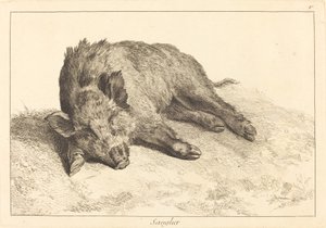 Wildschwein liegend, Kopf nach links (Sanglier) von Jacques Philippe Le Bas and Jean Eric Rehn after Jean Baptiste Oudry
