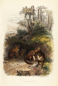 Familie von Rotfüchsen, Vulpes vulpes, vor einem Bau von Jacques Raymond (after) Brascassat