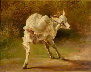 Weißer Ziegenbock kratzt sich am Kopf von Jacques Raymond Brascassat