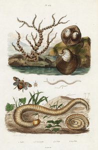 Bambuskoralle, Ochsenherzmuschel und Zikaden