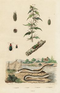 Meerneunauge und Käfer von Jacques Reyne Isidore Acarie Baron